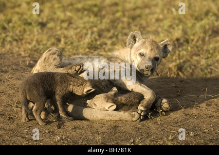 Gefleckte Hyäne Mutter mit zwei jungen Stockfoto