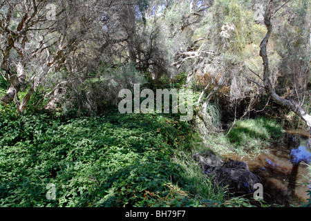 Vegetation im Canning River Regional Park in der Nähe von Perth, Western Australia. Stockfoto