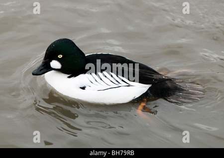 Männliche Schellenten Bucephala Clangula an Slimbridge WWT in Gloucestershire Stockfoto