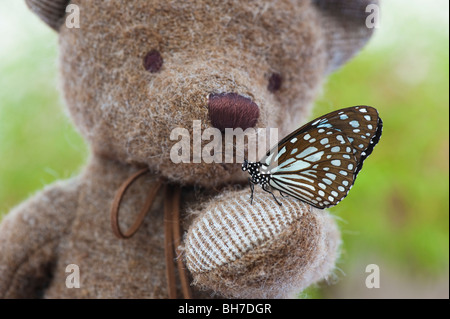 Teddybär hält einen Blue Tiger Schmetterling Stockfoto