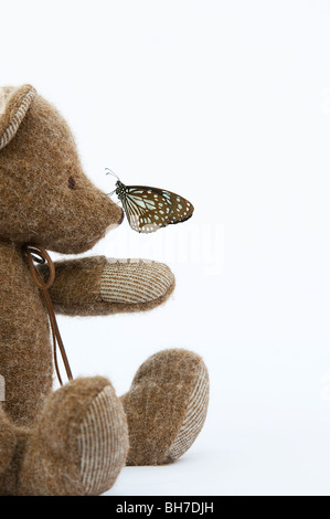 Teddybär mit einem blauen Tiger Schmetterling auf seiner Nase vor einem weißen Hintergrund Stockfoto