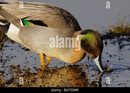 Nördlichen Pintail grün, geflügelten Teal Ente Drake Hybrid Kreuz-Victoria, British Columbia, Kanada. Stockfoto