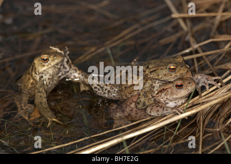 Gemeinsamen Kröte, Bufo Bufo Paarung paar in Amplexus im Teich mit einem zweiten männlichen, Allerthorpe Common, East Yorkshire, UK Stockfoto