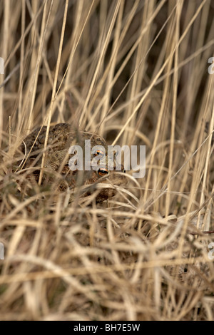 Gemeinsamen Kröte, Bufo Bufo Paarung paar in Amplexus unterwegs zur Zucht Teich, gemeinsame Allerthorpe, East Yorkshire, UK Stockfoto