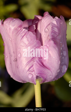 Ende einer leichten lila farbigen Tulpe in frischen Regentropfen oder Tau bedeckt. Stockfoto