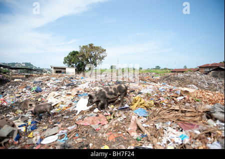 Schwein auf Kingtom Bomeh Müllkippe. Freetown in Sierra Leone Stockfoto