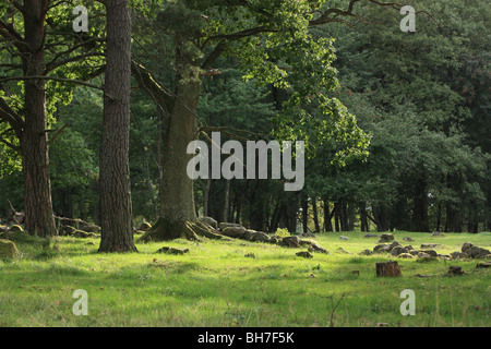 Wald in Schweden Stockfoto
