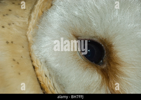 Porträt einer Gefangenschaft Schleiereule (Tyto Alba) Stockfoto