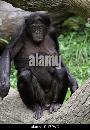 Bonobo Baby Pygmy Schimpanse Schimpanse Cincinnati zoo Stockfoto