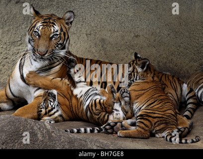 Malayischen Tiger Mutter und Jungtier Cincinnati zoo Stockfoto