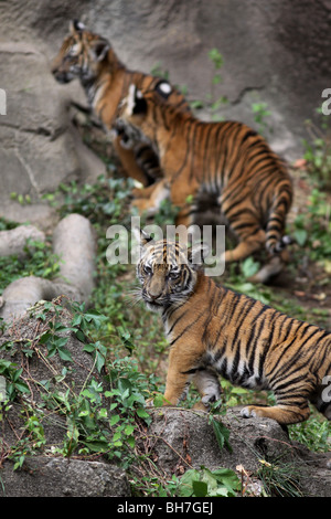 Malayischen Tiger Cub Cincinnati zoo Stockfoto