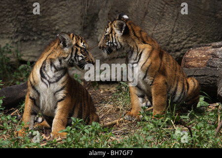 Malayischen Tiger Cub CIncinnati zoo Stockfoto