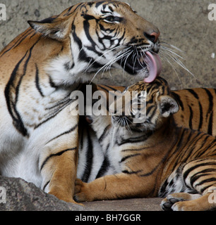 Malayischen Tiger Mutter lecken junge Cincinnati zoo Stockfoto