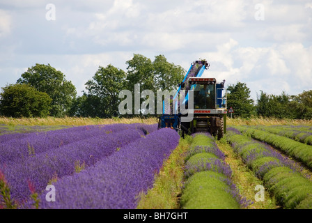 LAVENDEL ERNTEN SNOWSHILL LAVENDEL-FARM Stockfoto