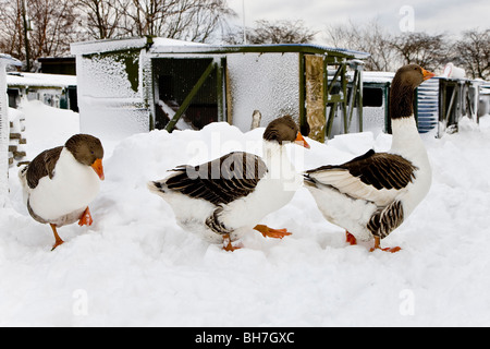 Drei Fette Bauernhof Gänse wandern im Schnee Stockfoto