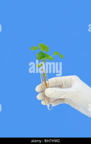 Hand, die Röhre mit frischen Sauerampfer (Oxalis) Stockfoto