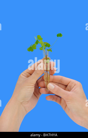 Hand, die Röhre mit frischen Sauerampfer (Oxalis) Stockfoto