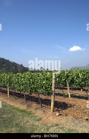 GranMonte Estate, Asoke Tal, Khao Yai, Thailand. Stockfoto