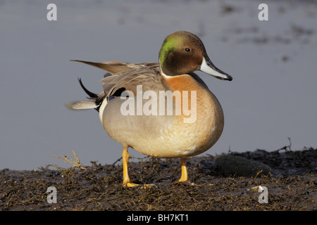 Nördlichen Pintail grün, geflügelten Teal Ente Drake Hybrid Kreuz-Victoria, British Columbia, Kanada. Stockfoto