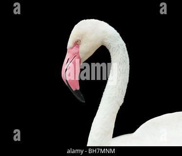 Kopf und Hals Flamingo auf einem schwarzen Hintergrund. Stockfoto