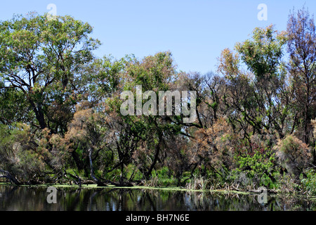 Wald erholte sich fast vollständig von Buschfeuer im Canning River Regional Park in der Nähe von Perth, Western Australia. Stockfoto