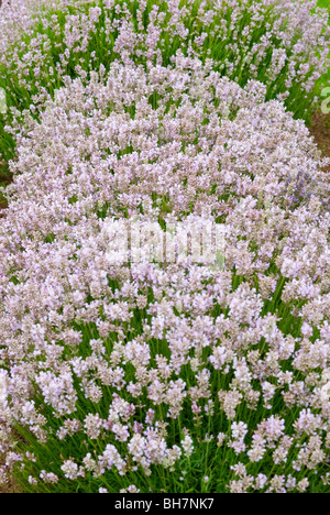 LAVANDULA ANGUSTIFOLIA ROSEA LAVENDEL Stockfoto