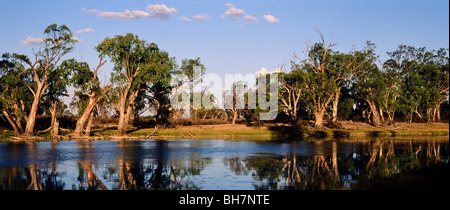 River rot Zahnfleisch, Murray Riverland, Südaustralien Stockfoto