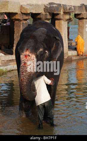 Mann Waschen Elefanten auf dem Fluss in Hampi, Indien. Stockfoto