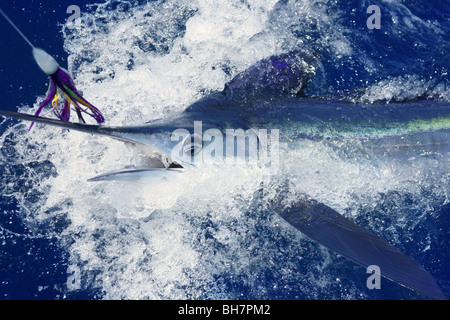 Schönen weißen Marlin echte Bill Fisch auf dem atlantischen Wasser Sportfischen Stockfoto