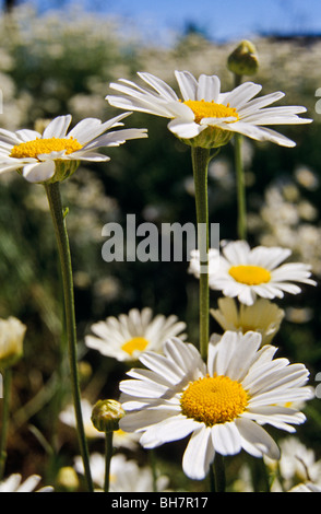 Pyrethrum in Blüte, Australien Stockfoto