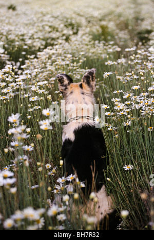 Hund in Blüte Ernte von Pyrethrum, Australien Stockfoto