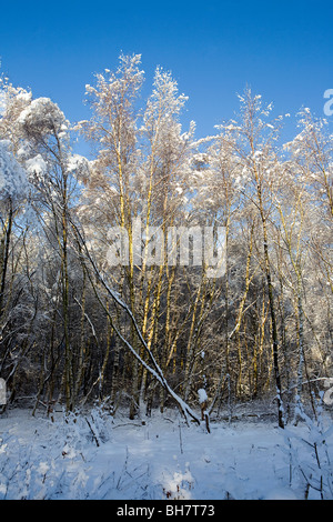 Schnee bedeckte Birke Bäume in der Sonne mit einem tiefblauen Himmel als Kulisse in Stockton Heath, Warrington sitzen Stockfoto