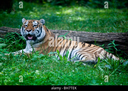 Tiger im Bronx Zoo in New York Stockfoto