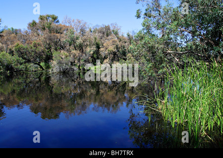 Vegetation im Canning River Regional Park in der Nähe von Perth, Western Australia. Stockfoto