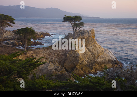 Lone Cypress, Pebble Beach, Kalifornien USA Stockfoto