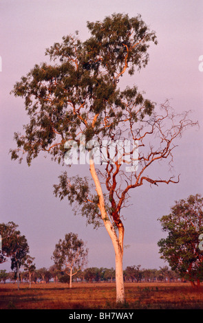 Eukalyptus bei Sonnenuntergang, Ghost Gum (Carymbia Bella / eukalyptus Papuana) Douglas River, Northern Territory, Australien Stockfoto