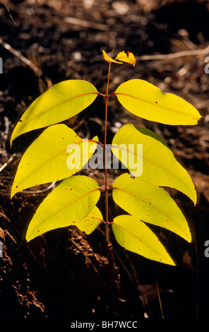 Juvenile Eukalyptus verlässt Australien Stockfoto