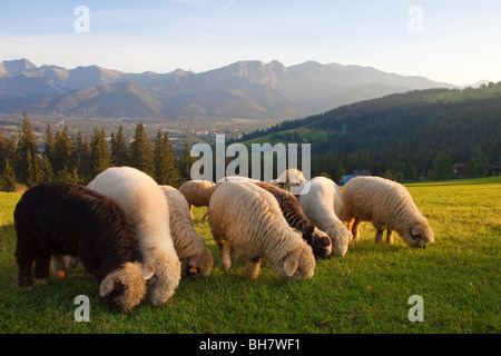 Tatra-Gebirge, Schafe, Gubalowka, Zakopane, Polen Stockfoto