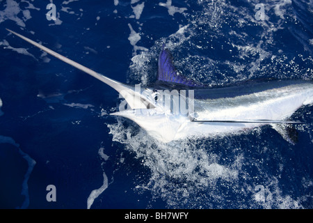 Schönen weißen Marlin echte Bill Fisch auf dem atlantischen Wasser Sportfischen Stockfoto