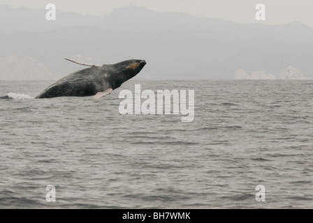 Ecuador, Puerto Lopez, ein Buckelwal dagegen verstößt, neblig-Gebirge im Hintergrund Stockfoto