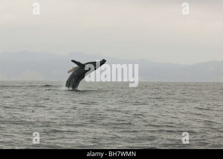 Ecuador, Puerto Lopez, ein Buckelwal dagegen verstößt, neblig-Gebirge im Hintergrund Stockfoto