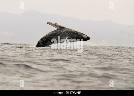 Ecuador, Puerto Lopez, ein Buckelwal dagegen verstößt, neblig-Gebirge im Hintergrund Stockfoto