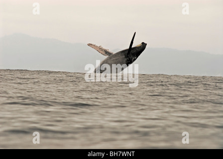 Ecuador, Puerto Lopez, ein Buckelwal dagegen verstößt, neblig-Gebirge im Hintergrund Stockfoto