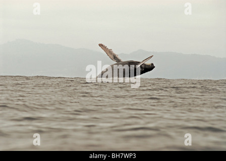 Ecuador, Puerto Lopez, ein Buckelwal dagegen verstößt, neblig-Gebirge im Hintergrund Stockfoto