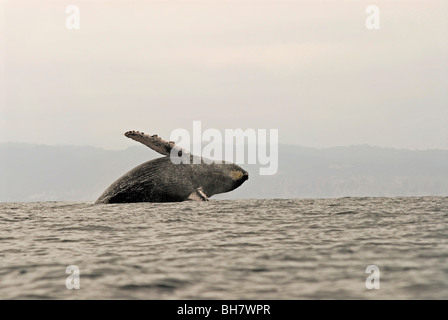 Ecuador, Puerto Lopez, ein Buckelwal dagegen verstößt, neblig-Gebirge im Hintergrund Stockfoto