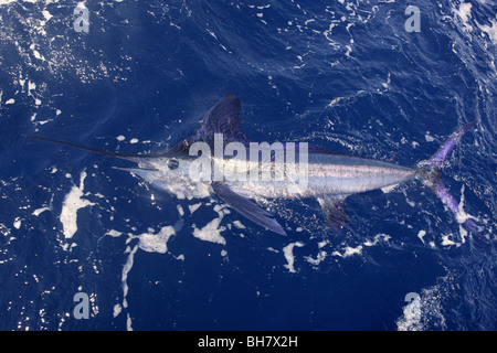 Schönen weißen Marlin echte Bill Fisch auf dem atlantischen Wasser Sportfischen Stockfoto