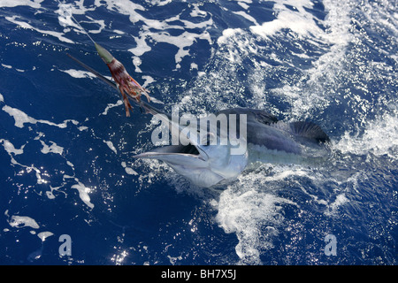 Schönen weißen Marlin echte Bill Fisch auf dem atlantischen Wasser Sportfischen Stockfoto