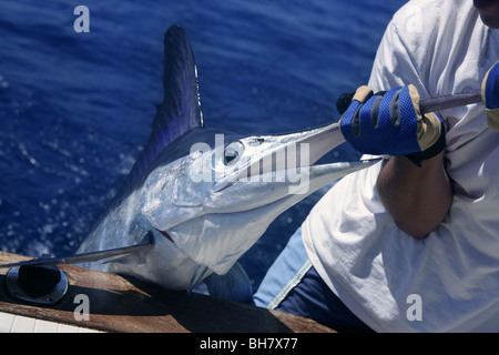 Billfish White Marlin fangen und freilassen an Bord des Bootes Stockfoto