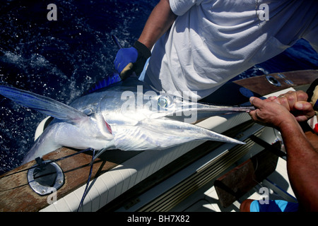 Billfish White Marlin fangen und freilassen an Bord des Bootes Stockfoto