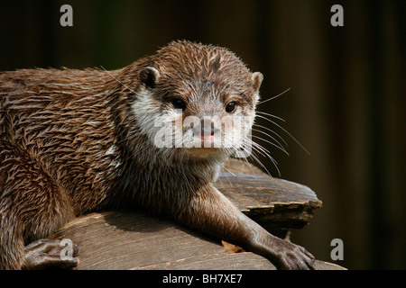 Porträt eines asiatischen kurze Krallen Otters auch bekannt als orientalische kleine krallte Otter, (Aonyx Cinerea). Stockfoto